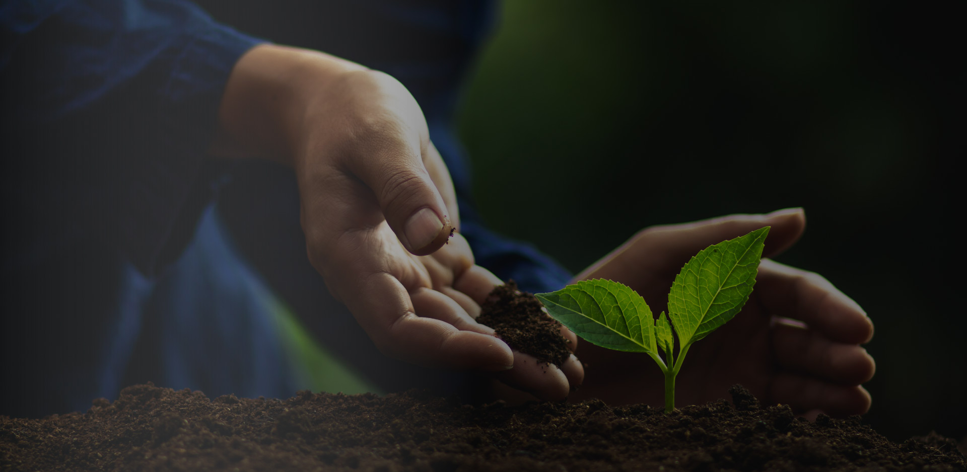 カーボン・オフセットプログラム