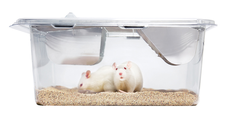 イノケージ ラット用